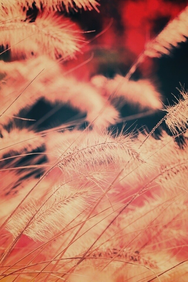 Травинки на ветру обои