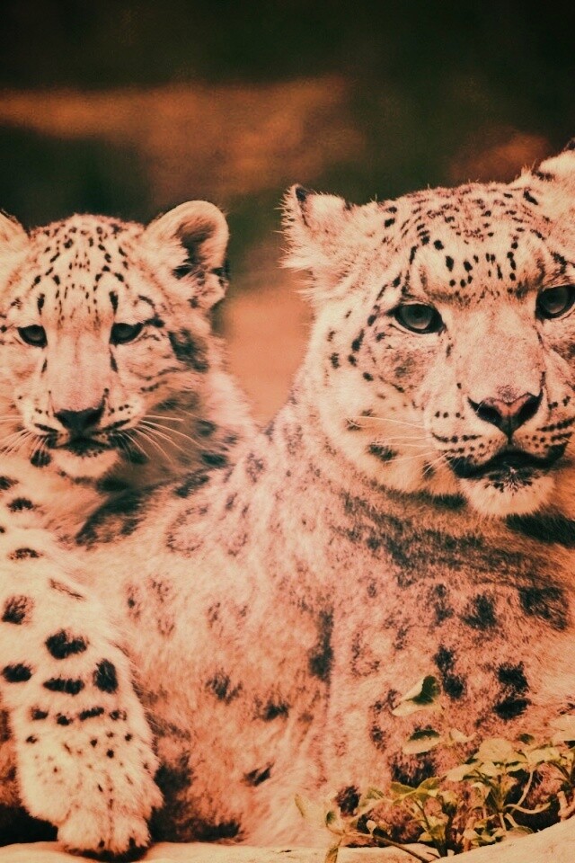 Самка снежного барса с котенком обои