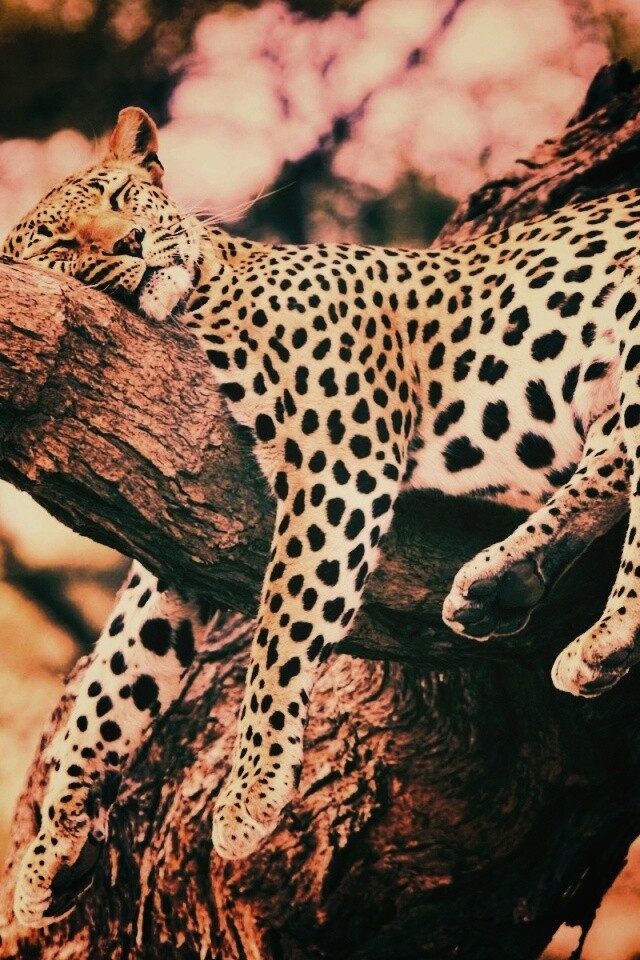 Спящий гепард обои