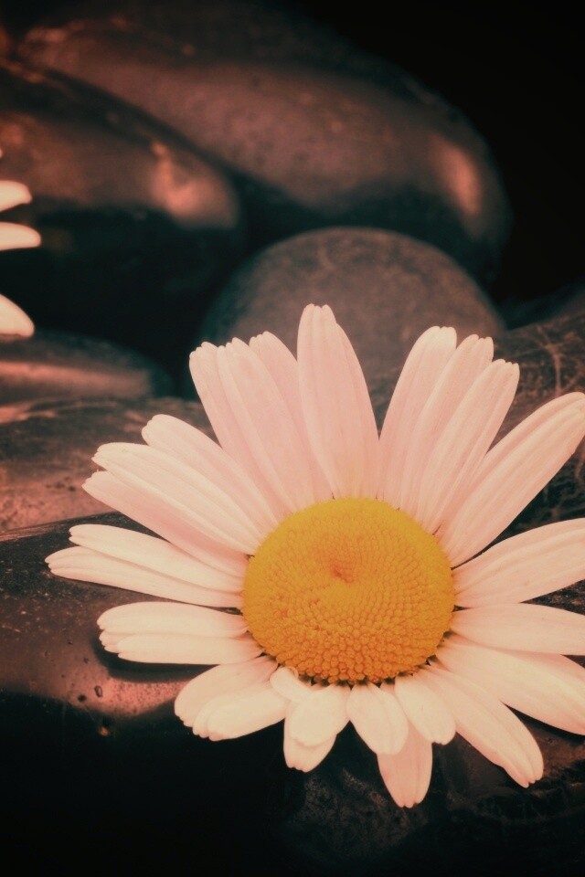 Ромашка среди гальки обои