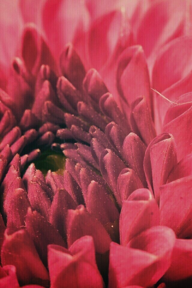 Хризантема обои