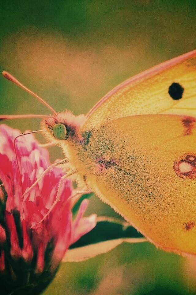Бабочка на клевере обои