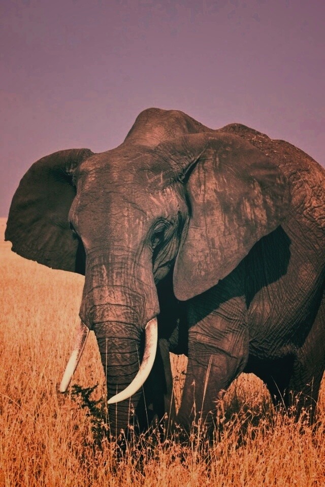 Африканский слон обои