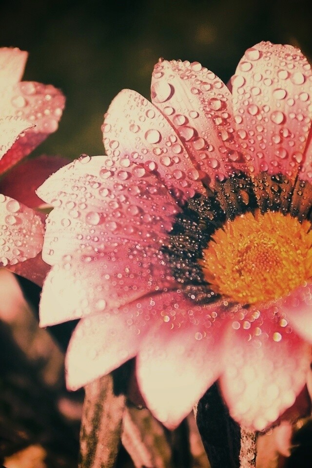 Два цветка обои