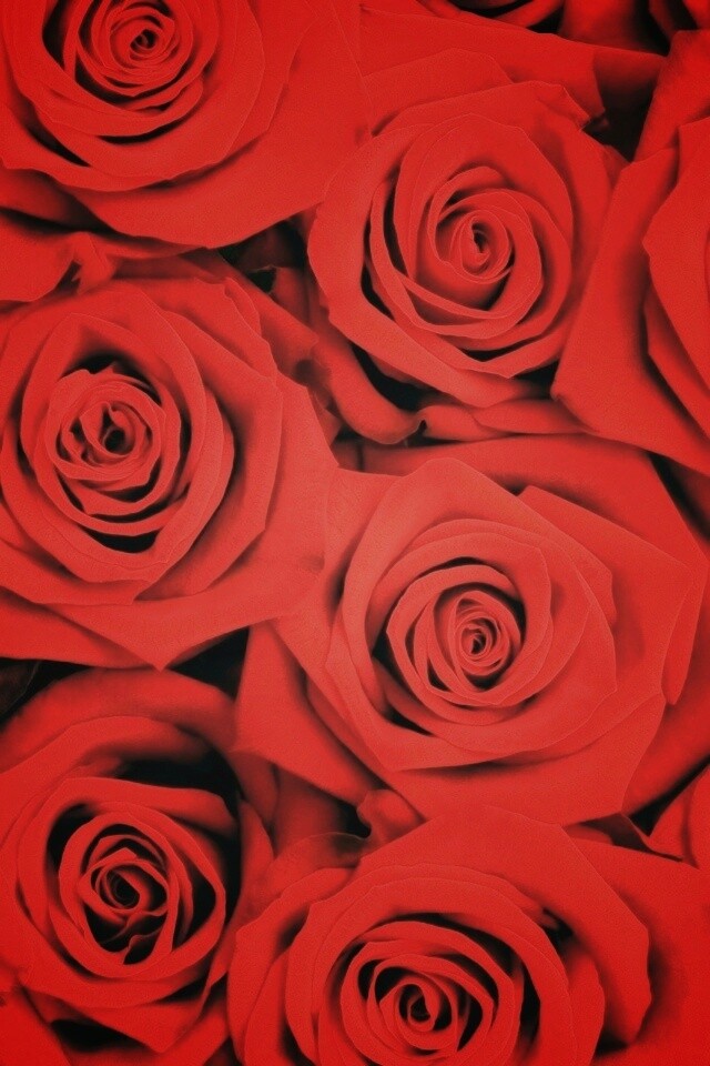 Букет красных роз обои