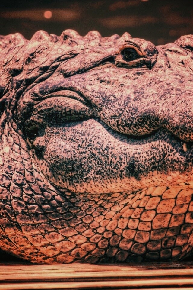 Синий крокодил обои