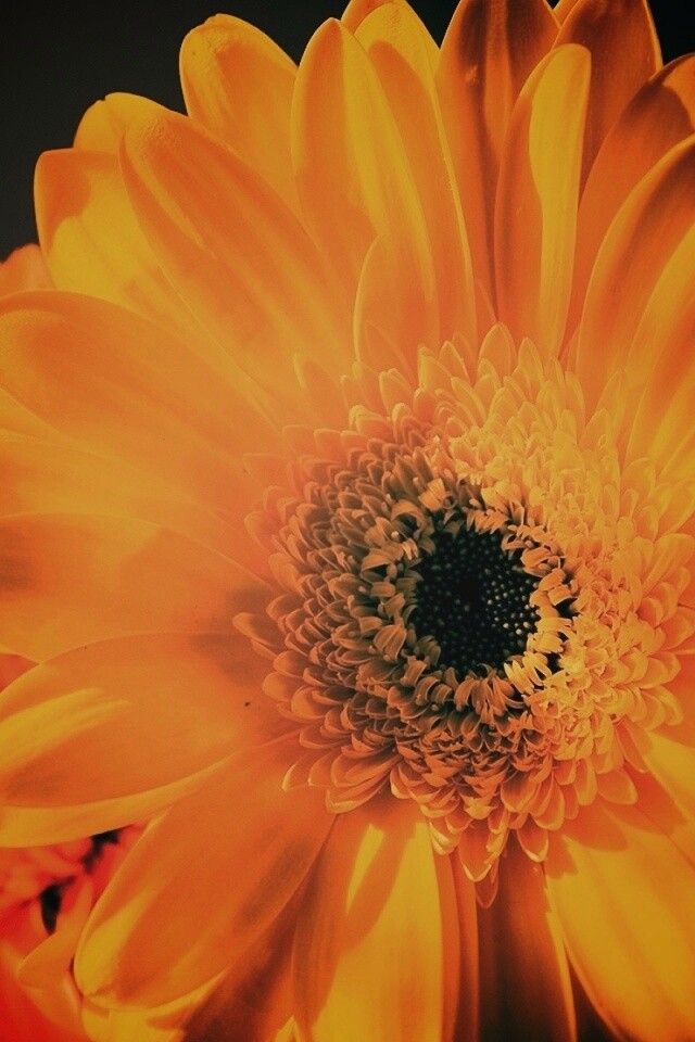 Желтый гербер обои