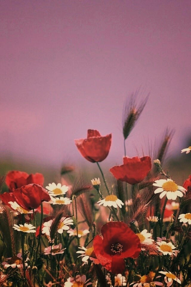 Цветы в поле обои