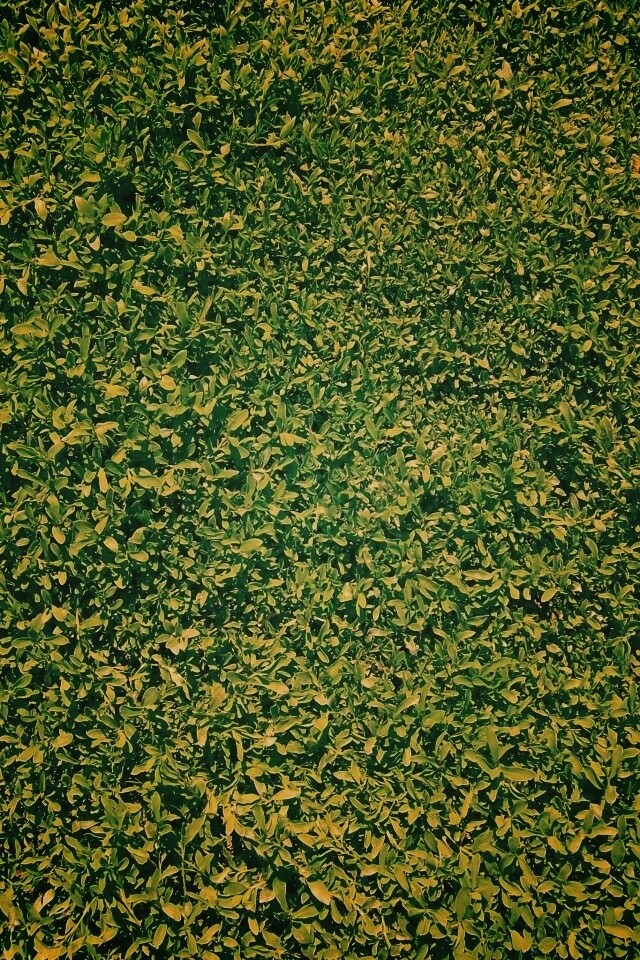 Чайные листья обои