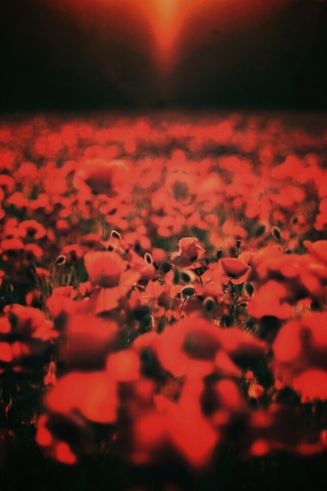 Маки в полях обои