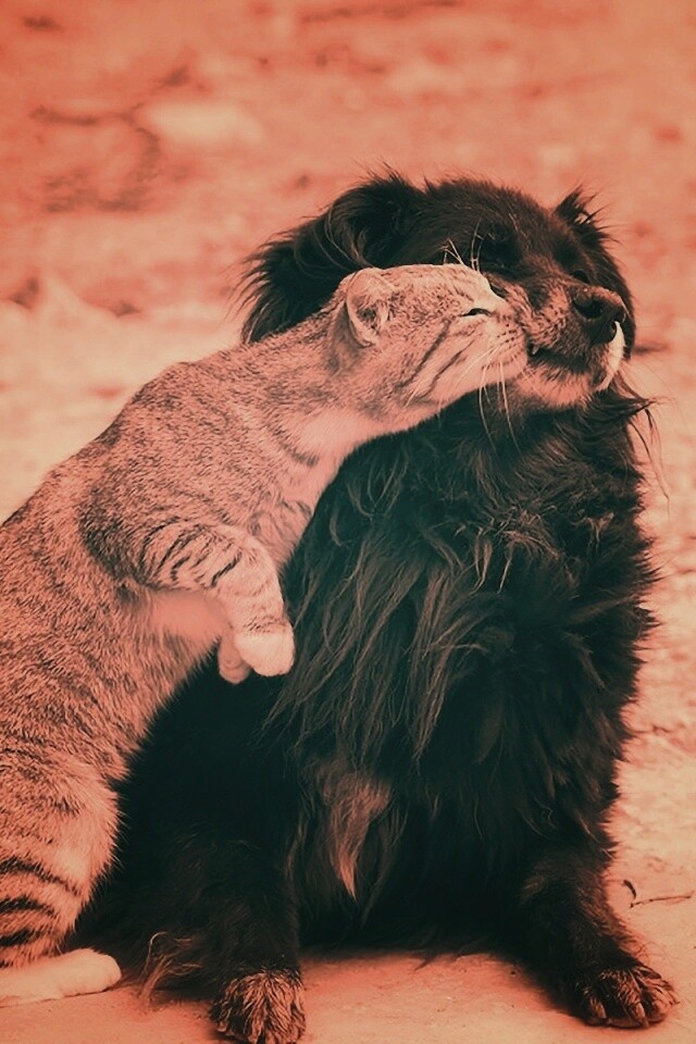 Поцелуй кошки и собаки обои