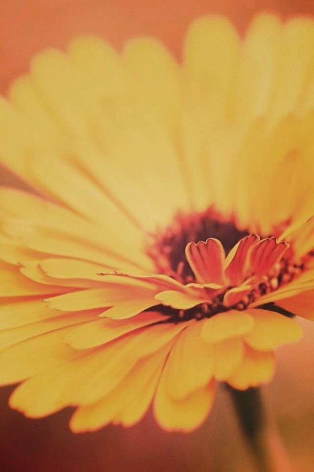 Желтый гербер обои