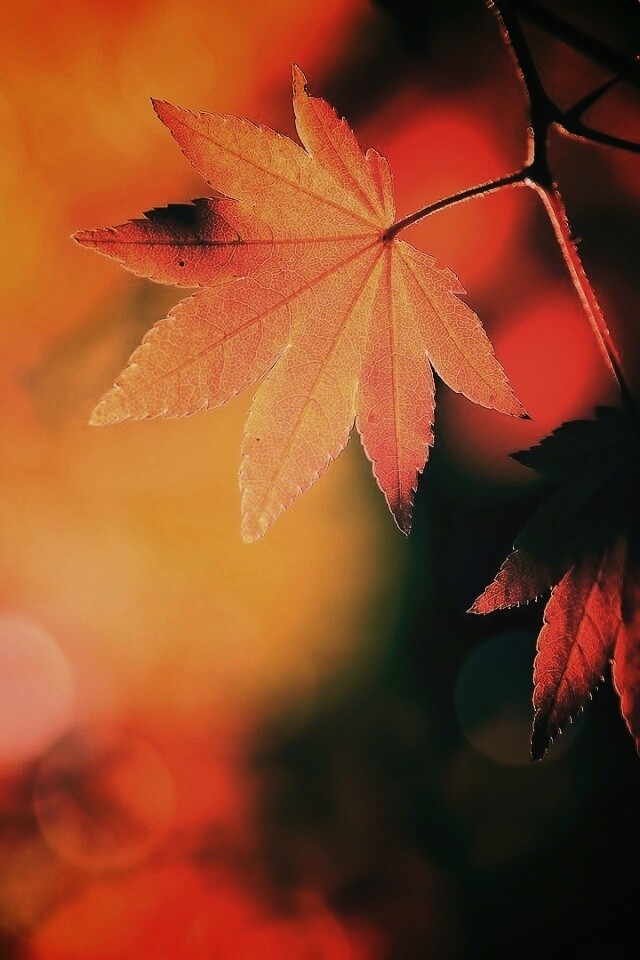 Осенние листья обои