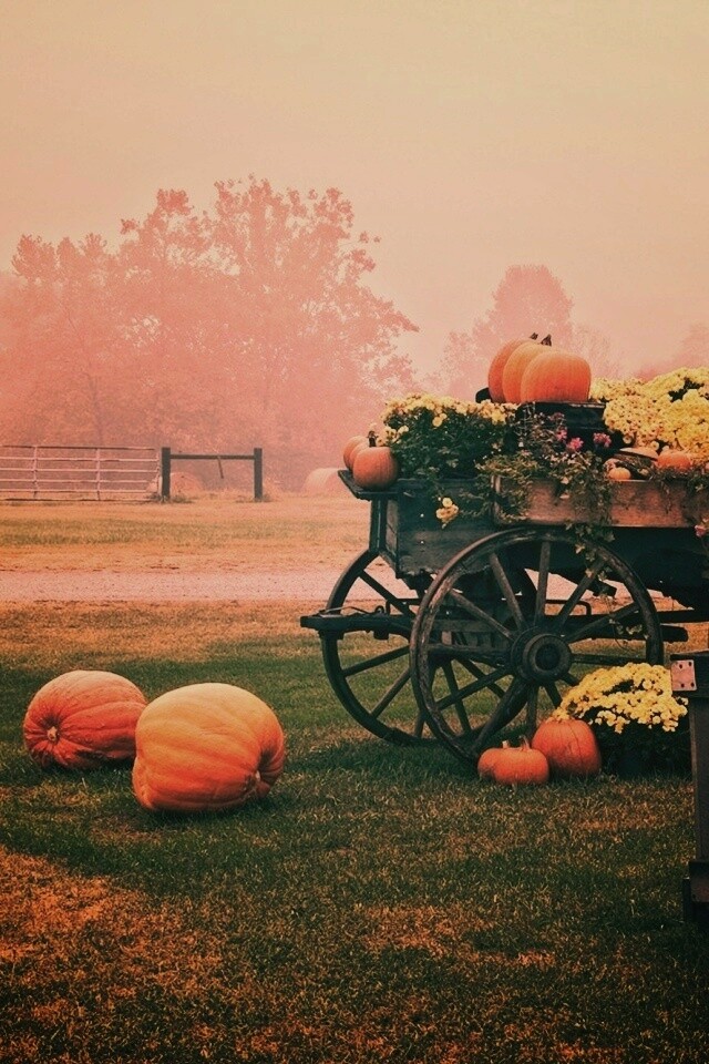 Урожай тыков обои