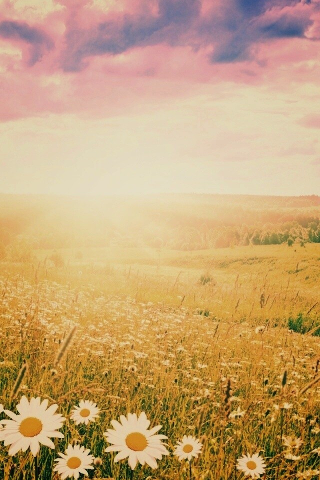 Летний восход обои