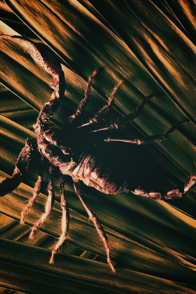 Скорпион на траве обои