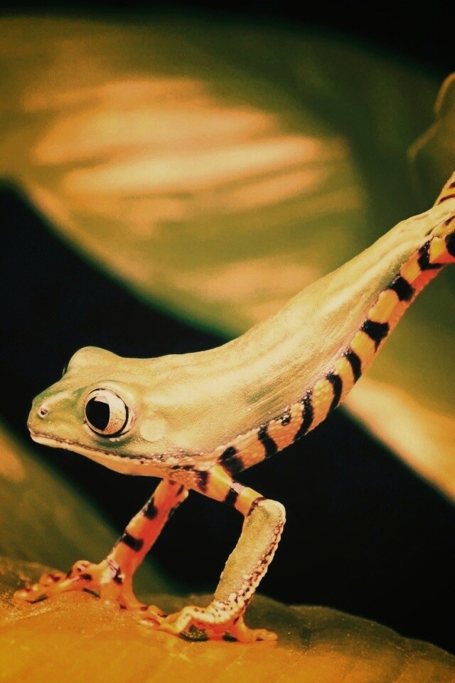 Лягушка переползает с листа на лист обои