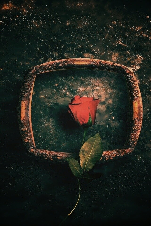 Роза на картинной раме обои