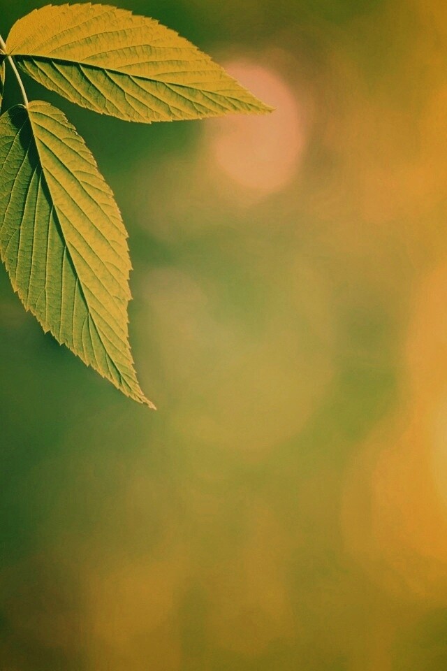 Два листа обои