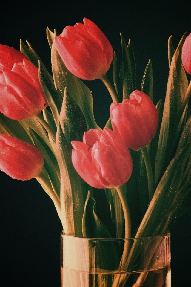 Букет тюльпанов обои