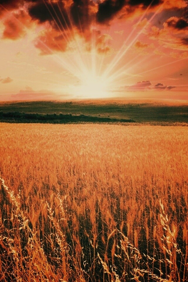 Восход над пшеничным полем обои