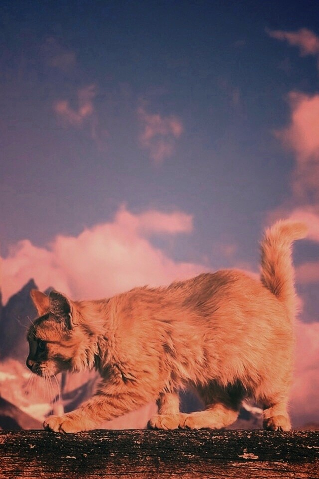 Рыжий котик в горах обои