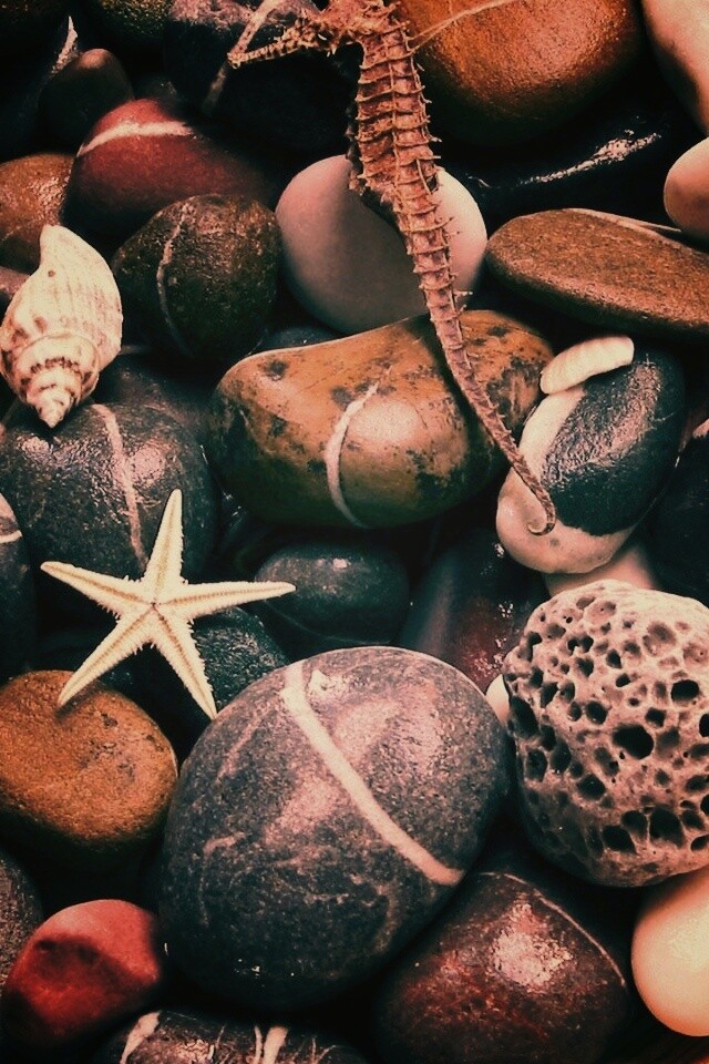 Морские камешки и фауна обои