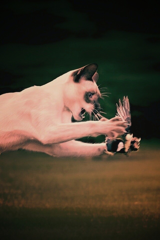 Кошка ловит птичку обои