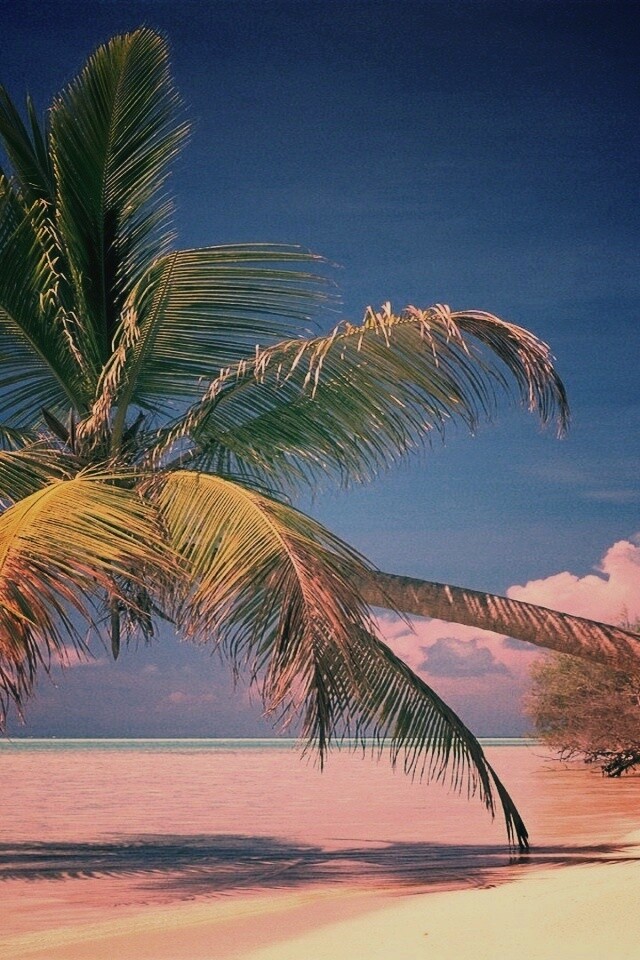 Пальма над водой обои