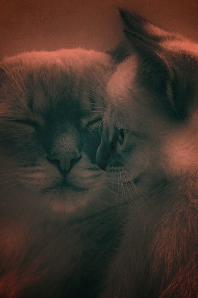 Кошка с котенком обои