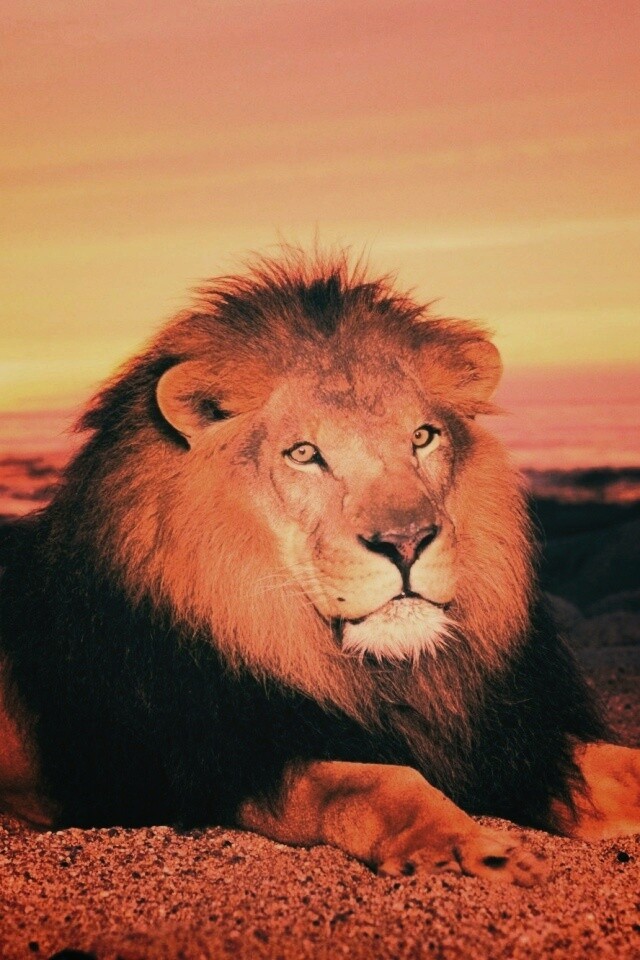 Лев на берегу океана обои