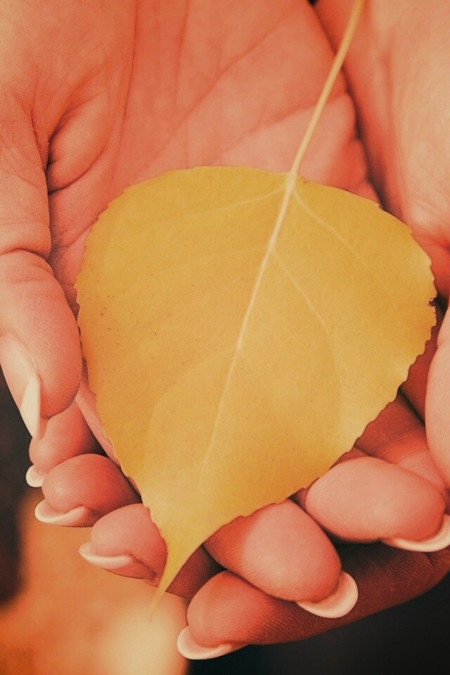 Осенний лист в руках обои