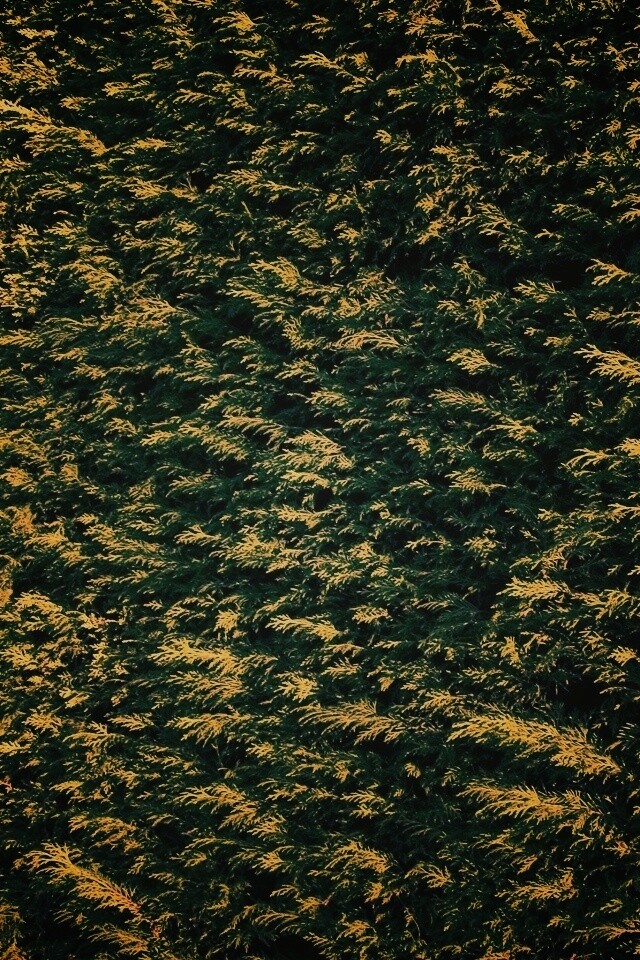 Густые хвойные заросли обои