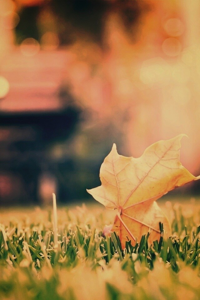 Зеленый лист на траве обои