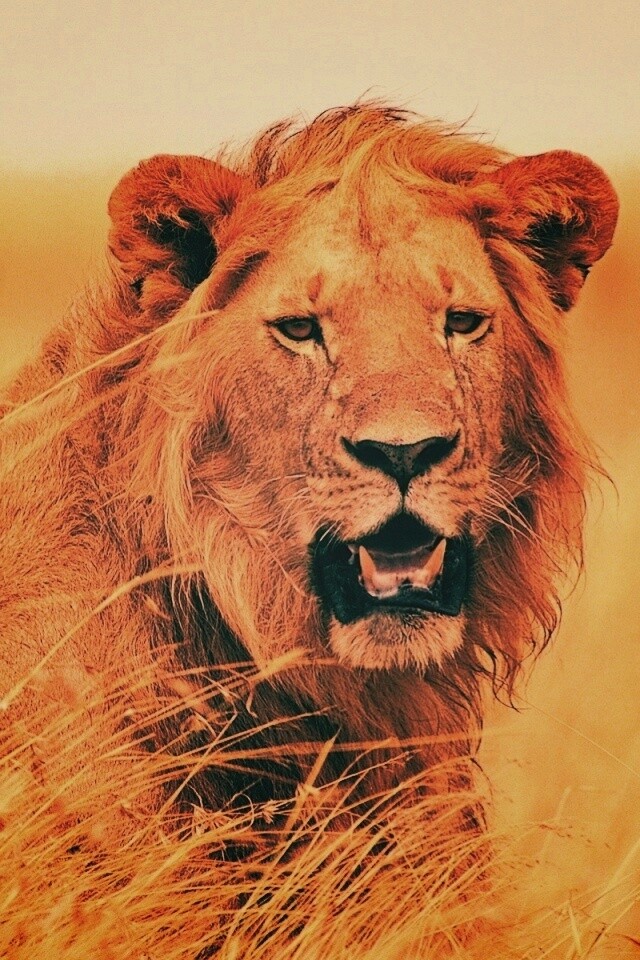 Ярко оранжевый лев обои
