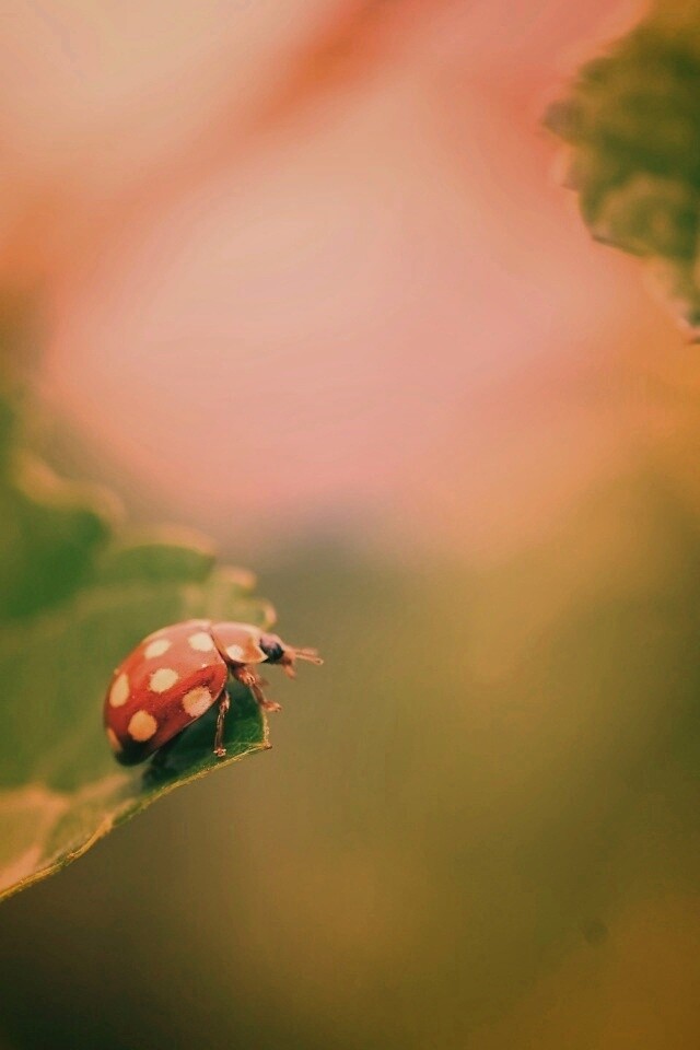 Божья коровка обои