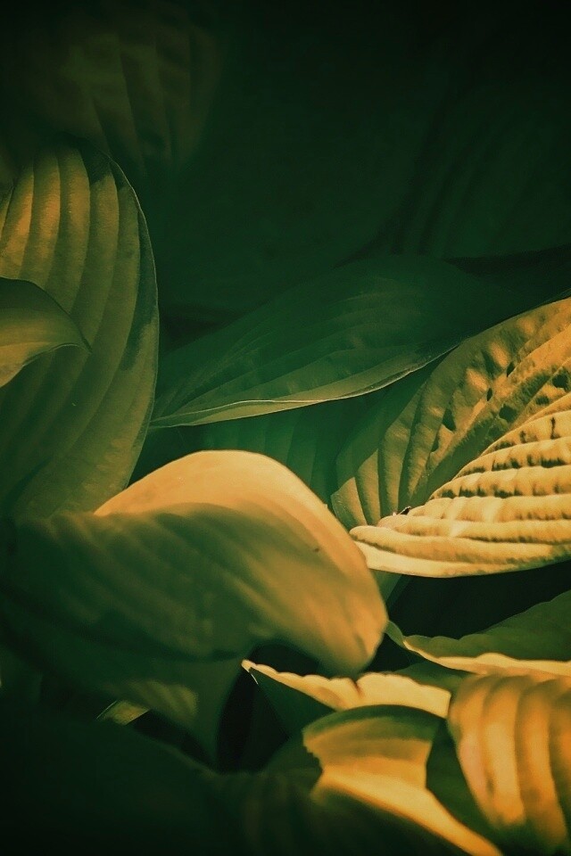 Хитросплетение зеленых листьев обои