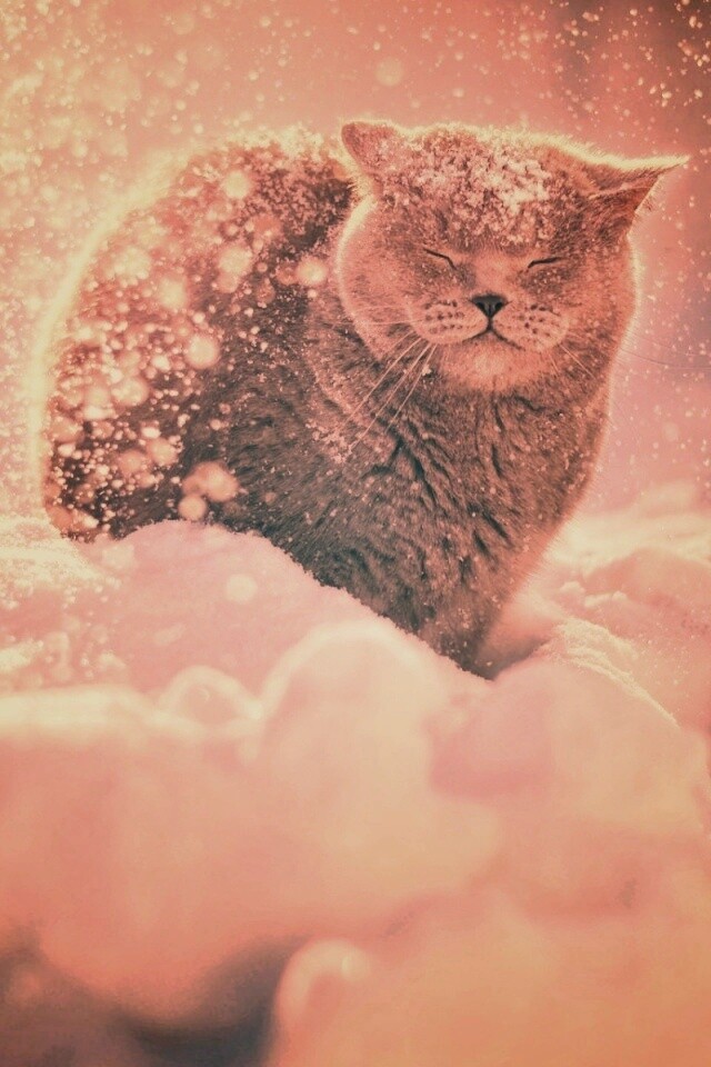 Британце в снегу обои