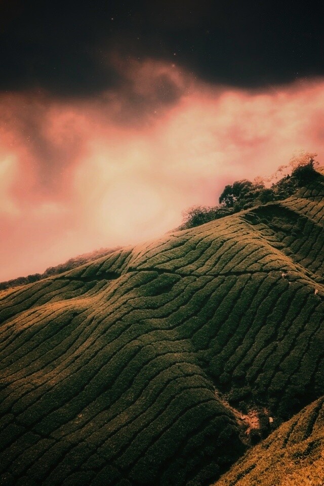 Чайные поля обои