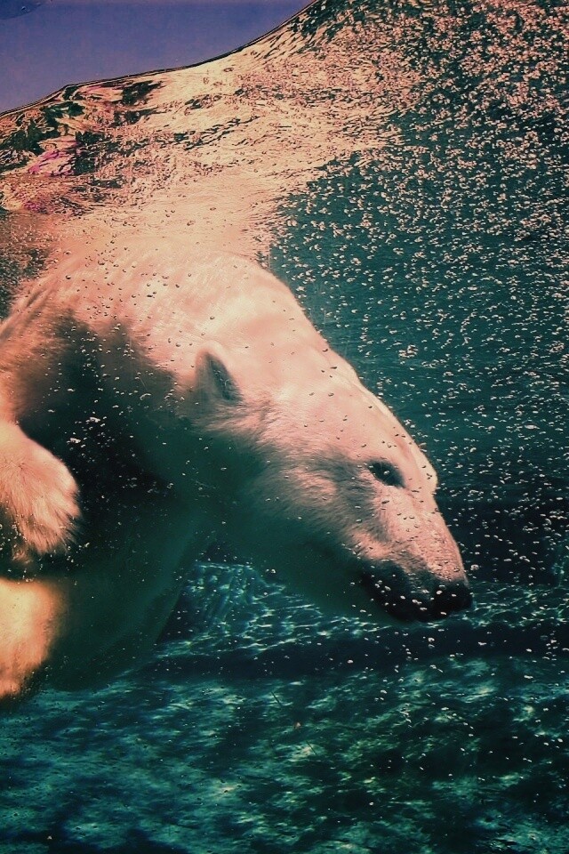 Нырнувший белый медведь обои