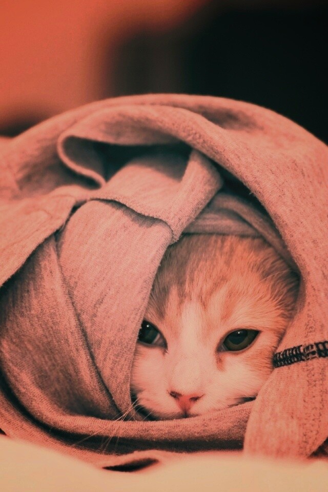 Закутавшийся в футболку кот обои