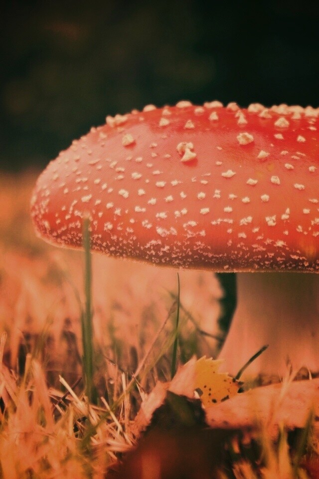 Мухомор обои