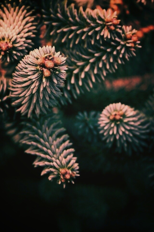 Хвойные иголки обои