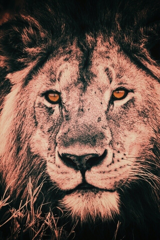 Гордый лев с горящими глазами обои