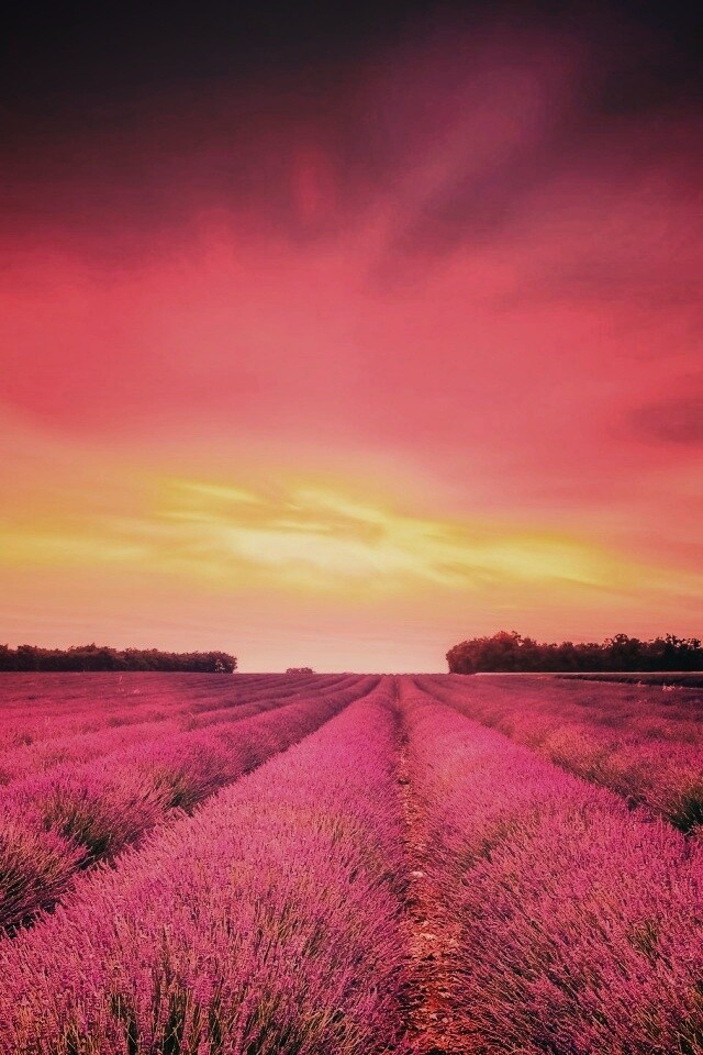 Поле фиолетовых цветов на закате обои
