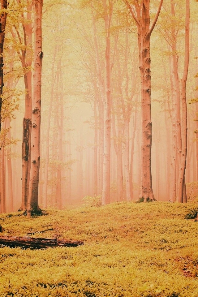 Опушка осинового леса обои