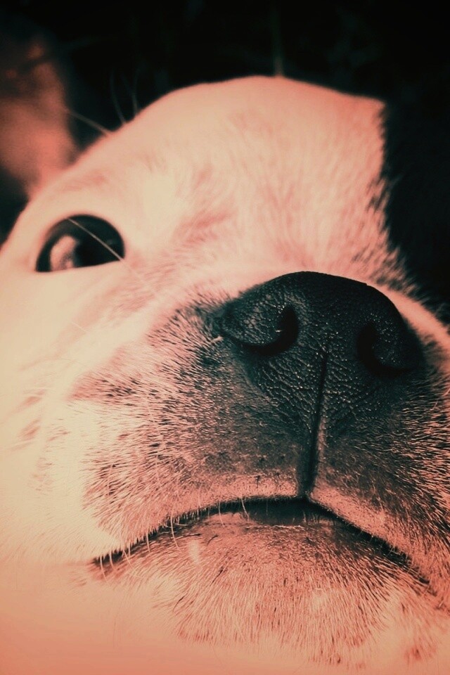 Бостонский терьер обои