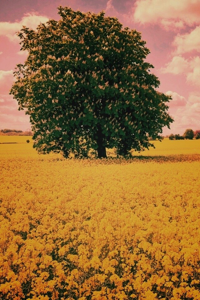 Каштан на цветочном поле обои