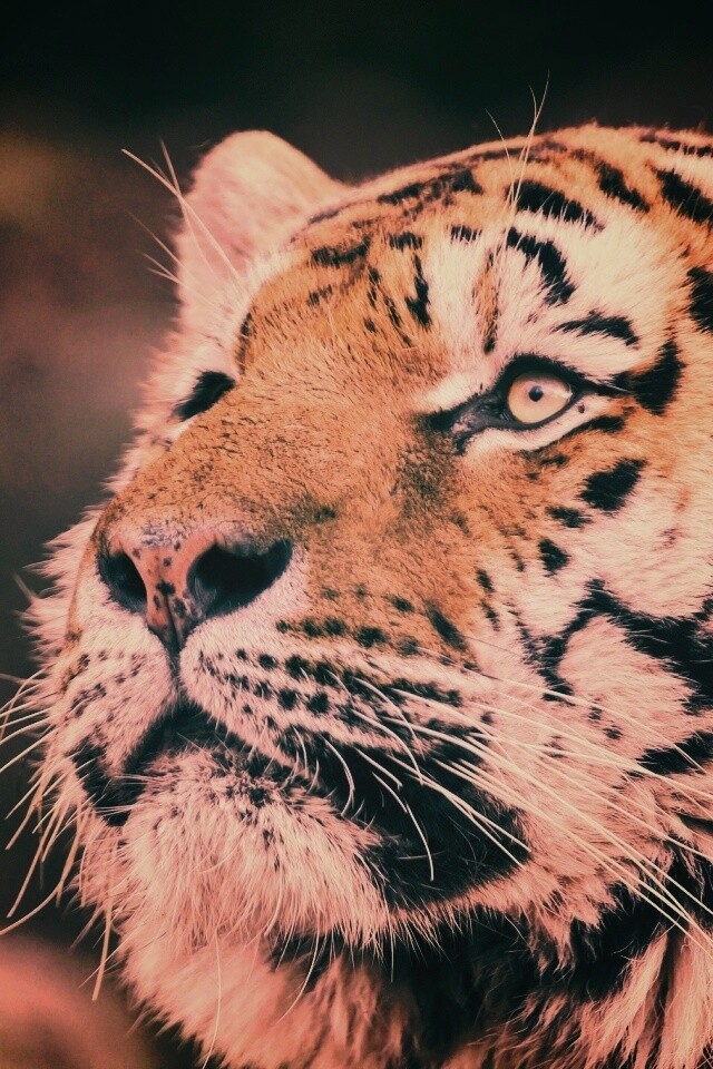 Амурский тигр обои