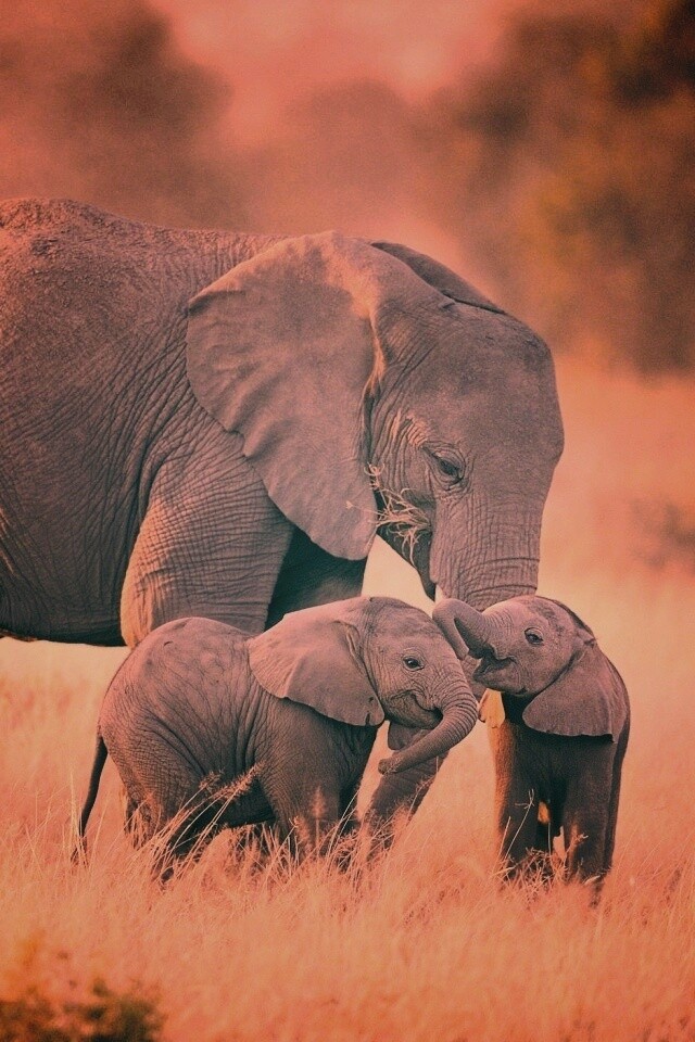 Слоны в национальном парке обои